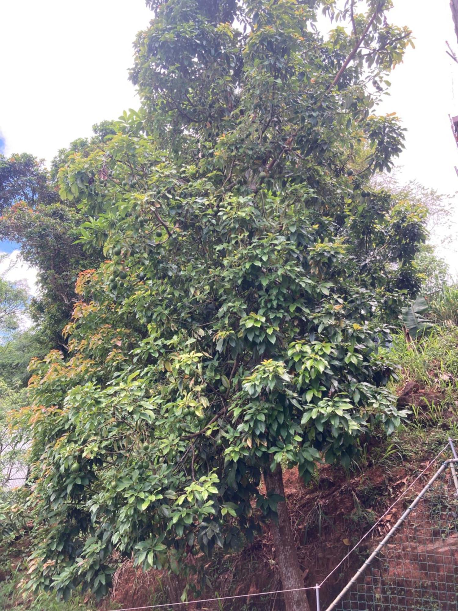 Reverie Hill Bungalow, Apartment Kandy